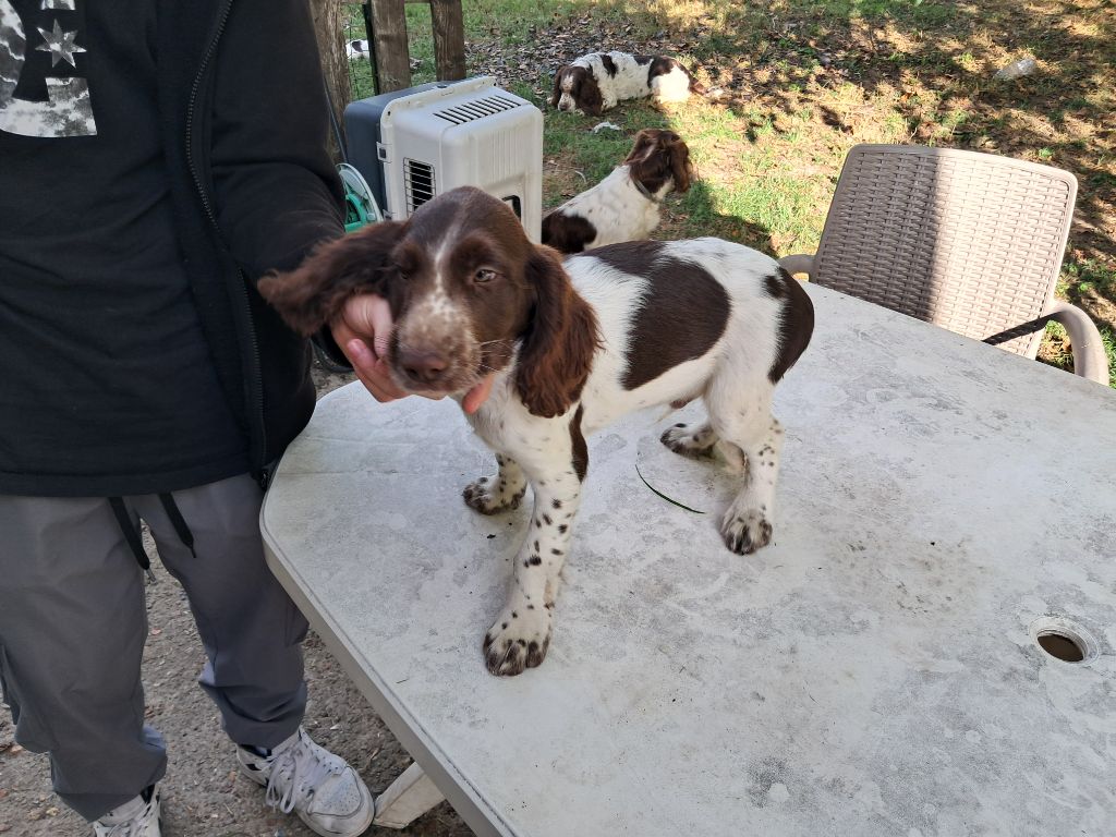 Du Bocage Saint Denisien - Chiots disponibles - English Springer Spaniel
